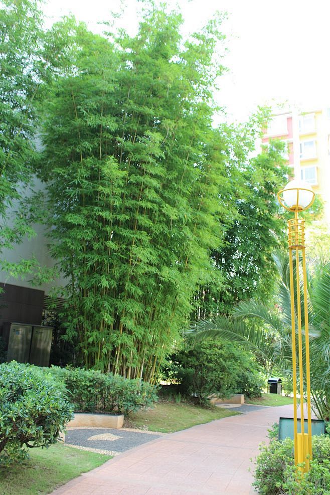 慈竹01