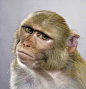 猴子们 | 图盒子 TuHeZi.com