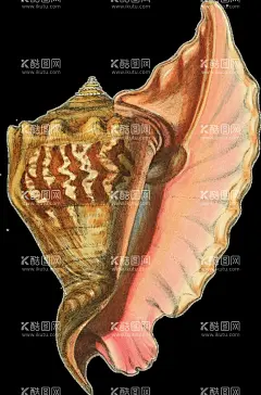 贝壳手绘写实  - 源文件下载【酷图网】装饰素材,贝壳素材,贝壳插画,贝壳装饰,手绘贝壳,扇贝,蚌壳,唯美贝壳,原创插画,卡通贝壳,贝壳组合,贝壳装饰素材,手绘素材,设计,其他,图片素材