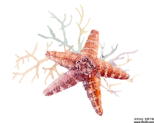 海底世界珊瑚海藻海草