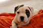 My new American Bulldog puppy