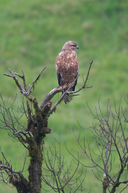 鹰形目鹰科鵟属喜山鵟