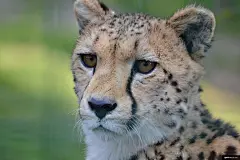 野生动物 哺乳动物 猎豹 美洲虎 两栖类 大猩猩 动物摄影图片图片壁纸