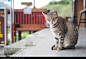 stock-photo-eyes-124213945