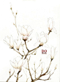 花 插画手绘 水彩 植物 植物水彩手绘，广玉兰