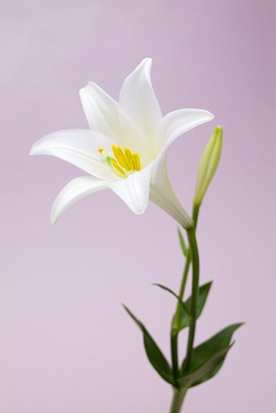 1白色百合花它的花语是纯洁庄严和百年好合它的花朵一般生长在花茎的