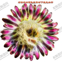 炫彩非洲菊psd源文件图片 【酷图网】炫彩花朵,炫彩菊花,菊花,非洲菊,菊花图片,菊花壁纸,菊花素材,电脑壁纸,自然风景,鲜花,花朵,花瓣,花蕊,鲜花图片,鲜花素材,服装图案,服装印花,T恤印花,情人节,情人节图片,花,花卉,丝网印,服装印花图,非洲菊图片,非洲菊素材,非洲菊壁纸,非洲菊花,动物世界,生物,生物世界,花草,菊花单个,