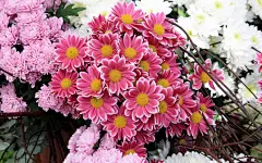 高清晰杜鹃花微距壁纸下载封面大图