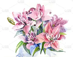 花卉、水彩画、植物学