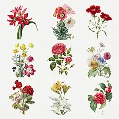 复古开花插画套装