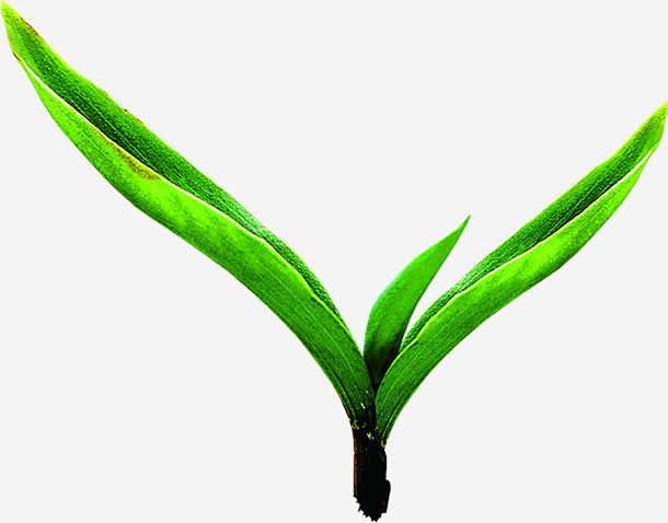 绿色嫩绿发芽植物免抠素材 创意素材 pn...