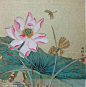 国工笔画荷花，有粉色荷花和蜻蜓