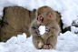 小猴子可爱得想抱抱！想跟他们打雪仗！