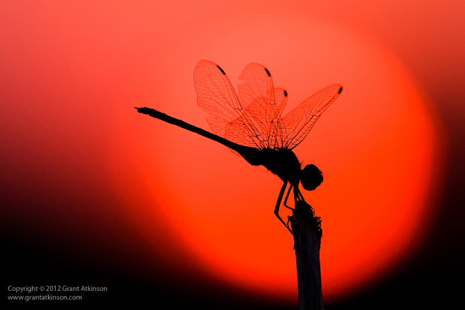  Sunset Dragonfly 