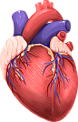 心脏 医学器官 PNG免抠图