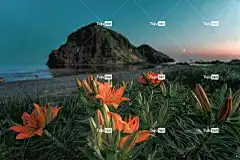 花朵 海岸 植物 百合 花卉背景 花壁纸 斑百合 景观 佐渡岛