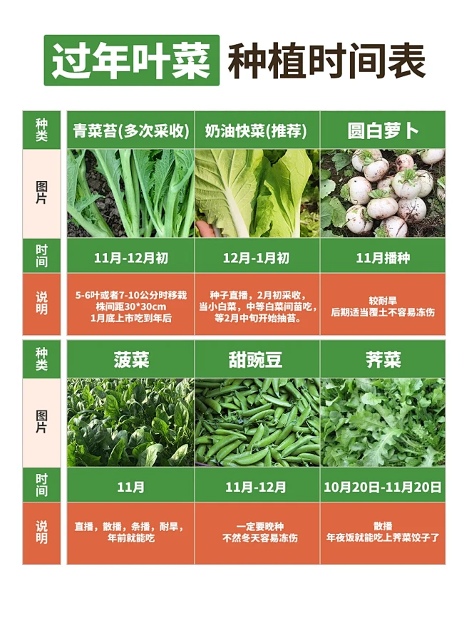 现在种过年吃的几种叶菜！ - 小红书