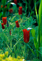 Eschscholzia californica 'Red Chief' 花菱草"红色首领"