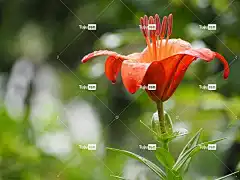 百合 自然 鲜花 初夏花 花壁纸 红色花朵 植物 雨后 花卉背景