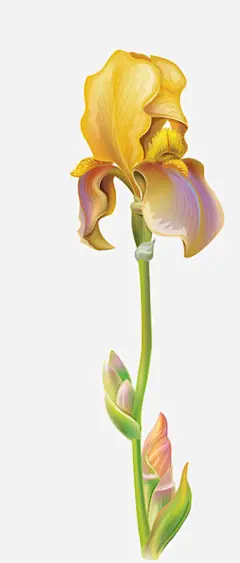手绘鸢尾花