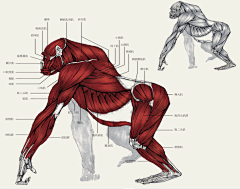 烏鴉=_=采集到骨骼-肌肉-结构-形体