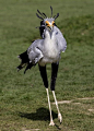 Secretary Bird