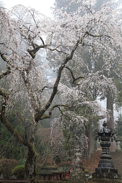 弛弛萄萄子采集到风景