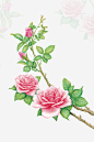 玫瑰手绘_新图网 https://ixintu.com 玫瑰 手绘玫瑰 玫瑰花蕾 粉色玫瑰