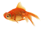 金鱼PNG