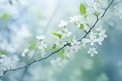 白色花朵唯美桌面壁纸素材图片