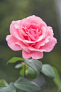 Pink Rose