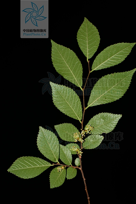 榔榆叶片
