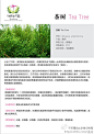 精油-绿茶