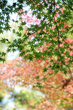 槐花飘香时2013采集到唯美