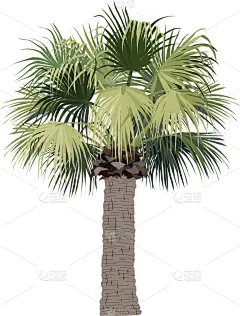 植物群,动物手,活力,复叶,公园,植物,夏天,雨林,草图,绘制