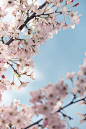 white cherry blossom in bloom during daytime