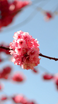 咪丸采集到樱花季，桜花祭