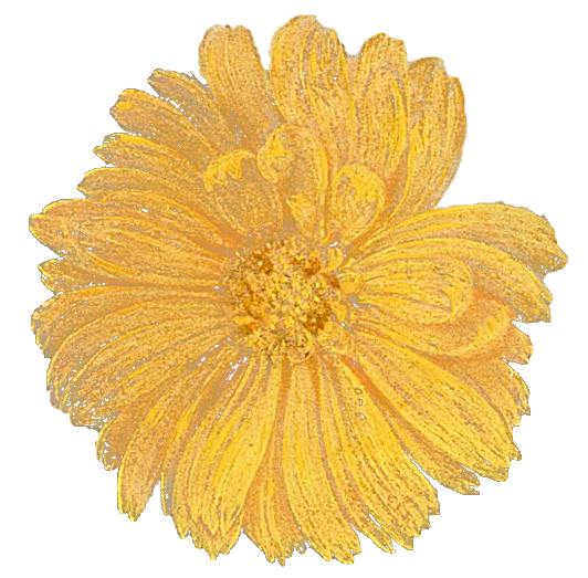 花PNG