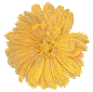 花PNG