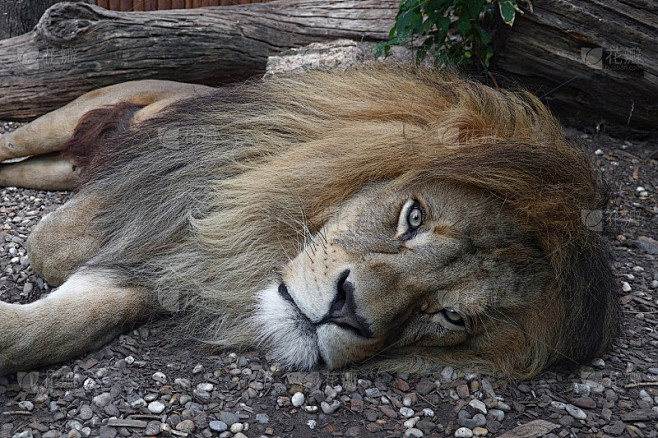 非洲狮休息的特写肖像