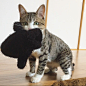 bellcat 在 Instagram 上发布：“☁️
찹쌀떡 하나만 주시오~☁️
#cat #sio #찹쌀떡 #솜방망이 #귀엽시오” : 10.9K 次赞、 54 条评论 - bellcat (@1room1cat) 在 Instagram 发布：“☁️
찹쌀떡 하나만 주시오~☁️
#cat #sio #찹쌀떡 #솜방망이 #귀엽시오”
