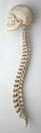 The spine houses the spinal cord. All the nerves that control your organs and muscles pass through the spine and skull. Protect it and get adjusted regularly. Call your chiropractor today! #chiropractic #truehealth #thrive: 