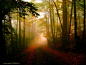 Photograph Autumn along the road in the forest - Montetortore - 