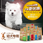 比熊幼犬