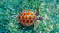 Animal - Turtle  Wildlife Wallpaper