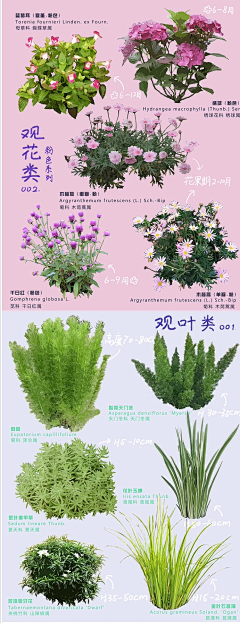 lizhixing采集到花境植物名称