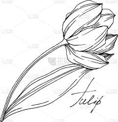 郁金香,植物学,黑色,仅一朵花,铅笔,壁纸,植物群,春天,花