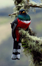 wingedjewels:

Trogon personatus by Wolfgang Wolf on Flickr.