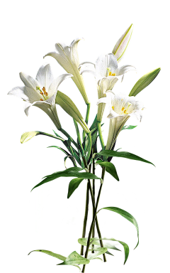 z_Zheng采集到花