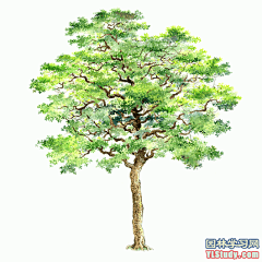 最全100-1张精美园林植物水彩效果图（拉丁名+种名） - 手绘效果图 - 园林学习网 - 10年专注！最大最精最专一的园林景观行业交流平台 - 手机版